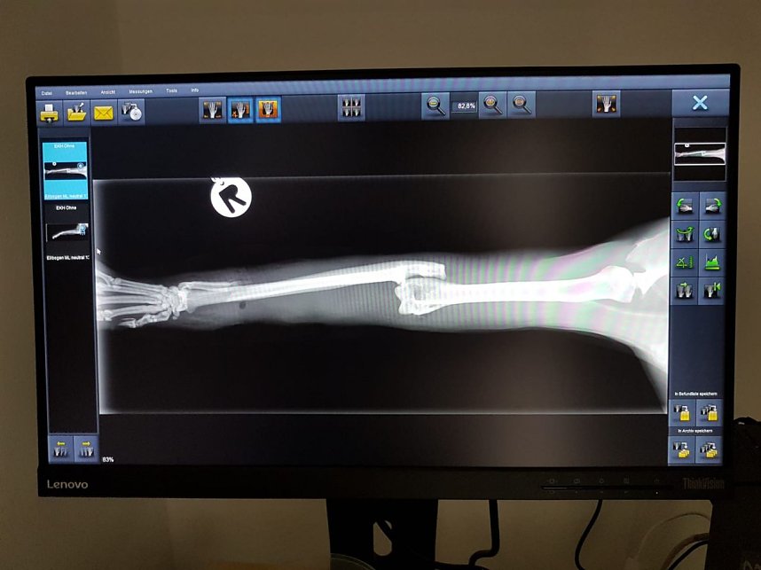 Katze in Schlagfalle gefangen