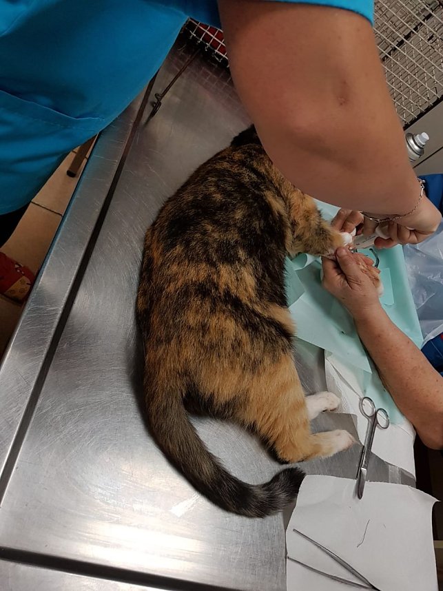 Katze in Schlagfalle gefangen