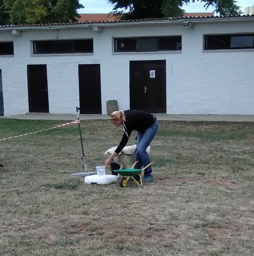 Hundeschwimmen im Solebad ein voller Erfolg