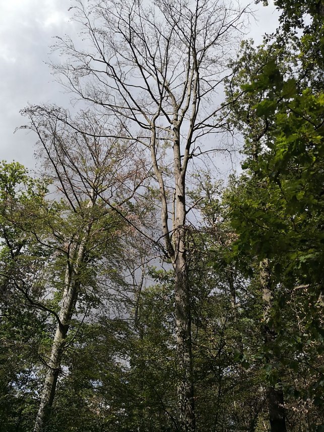 CDU im Gespr&auml;ch zum Thema Wald mit...