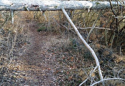 Stellungnahme zum Problem "Knopfmacherh&ouml;lzchen"
