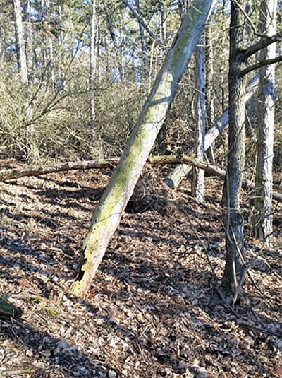 Stellungnahme zum Problem "Knopfmacherh&ouml;lzchen"