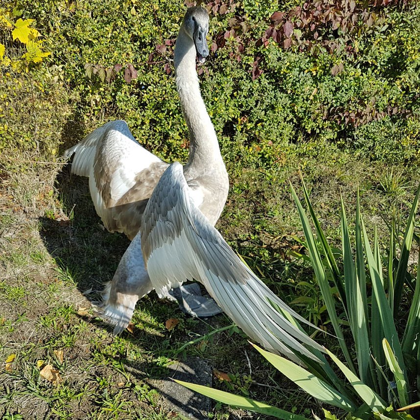 Erneut Schwan in N&ouml;ten