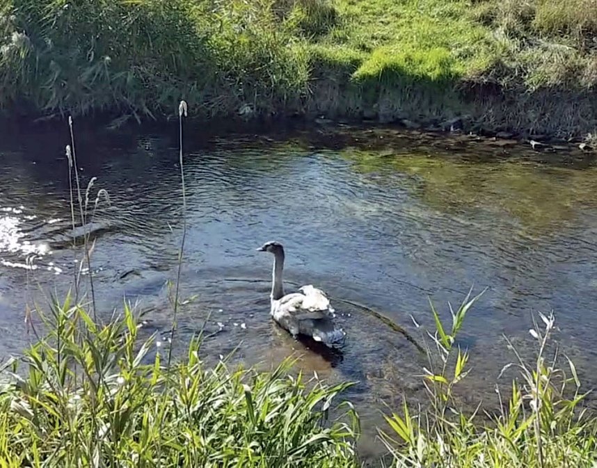 Erneut Schwan in N&ouml;ten