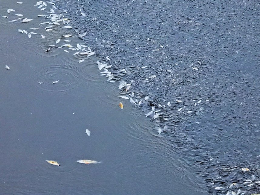 Das Sterben der Fische