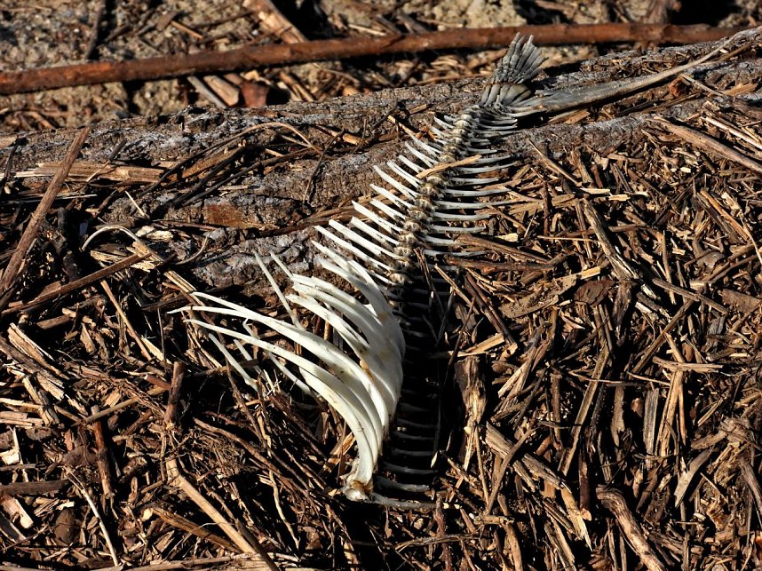 Peter Blei am Muldestausee