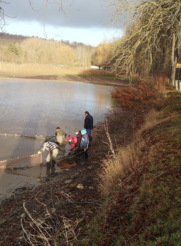 Hammateich abgefischt