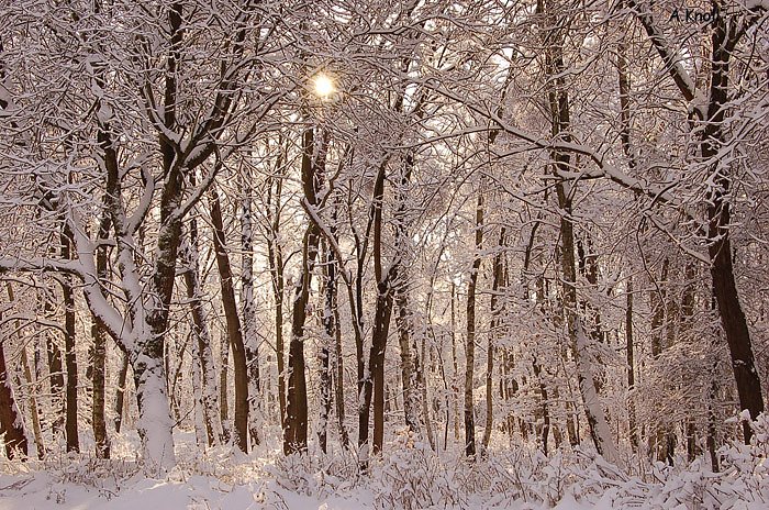 Winterwald