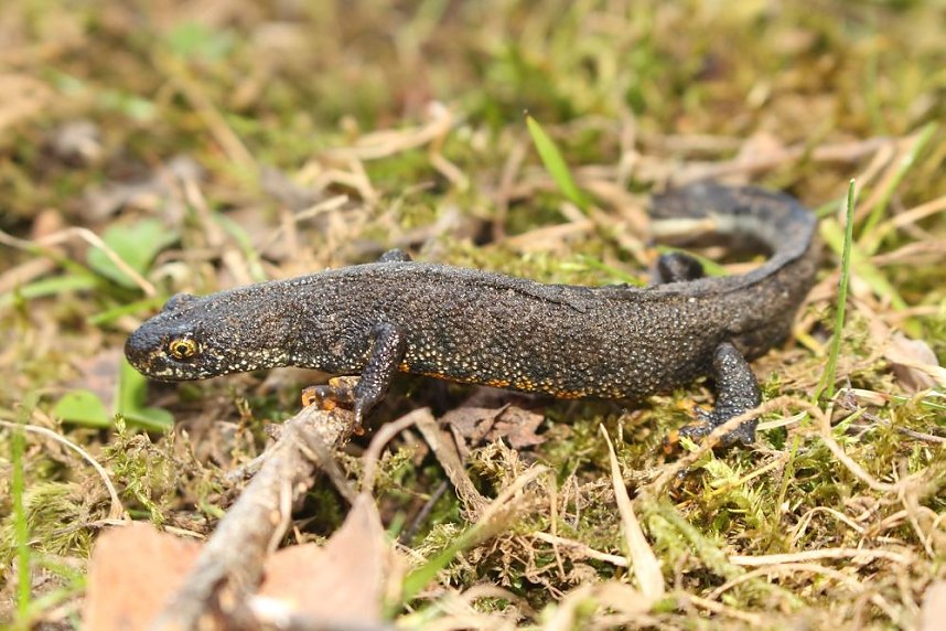 Natura 2000-Station erh&auml;lt wertvolle Lebensr&auml;ume