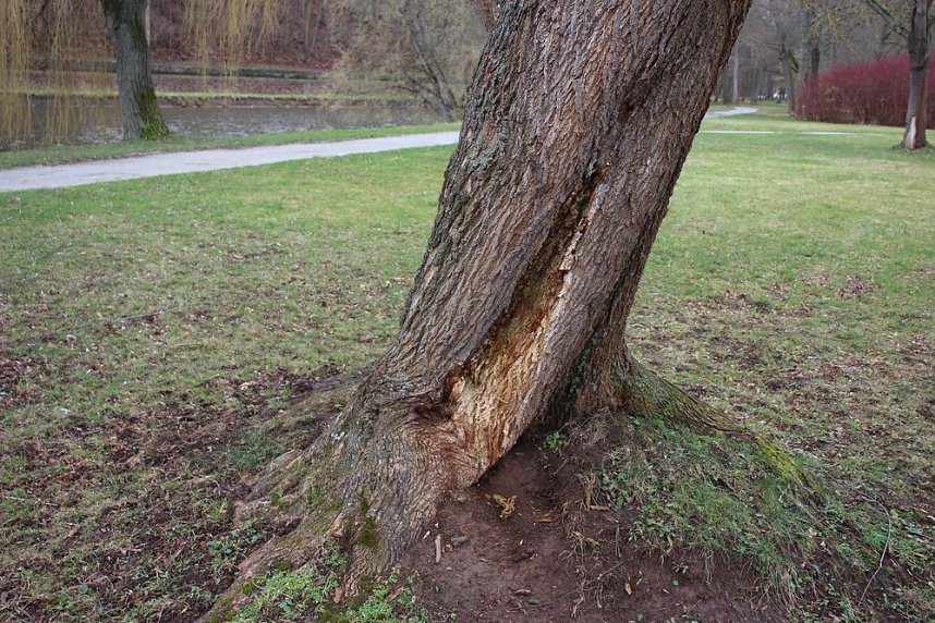 Sanierungskonzept f&uuml;r Schlosspark n&ouml;tig?