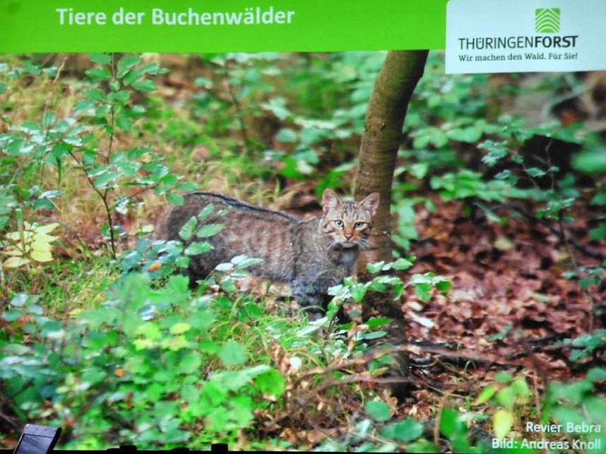 Die W&auml;lder der Hain- und Windleite