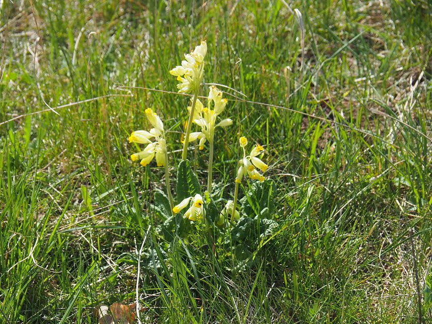 Wandern am Stausee Kelbra
