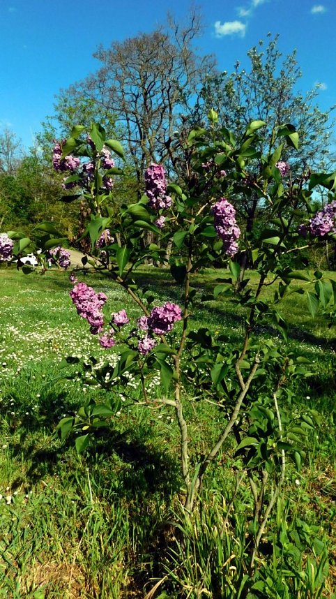 10 + 1 + noch mehr 2018 gepflanzte Fliederb&uuml;sche zeigen ihre Bl&uuml;tenpracht