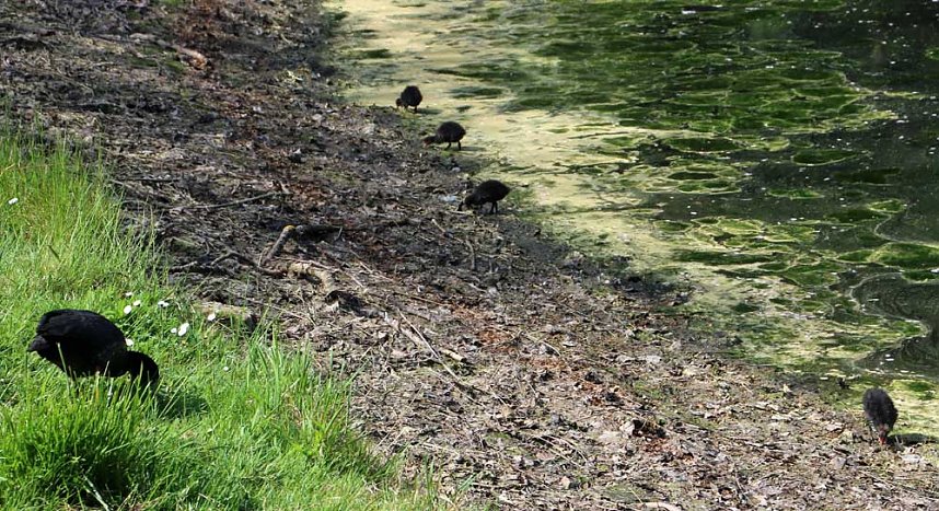 Den Parkteichen von Sondershausen fehlt (e) das Wasser