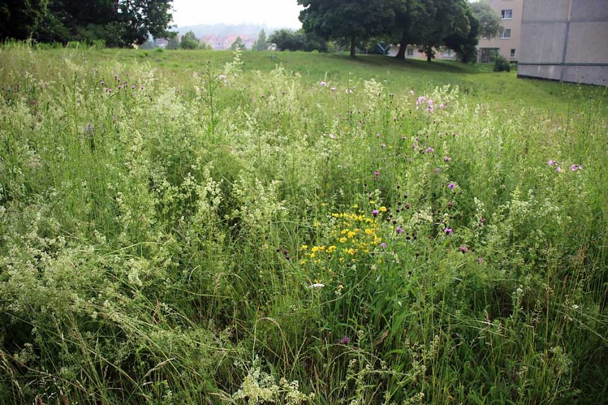 Mehr f&uuml;r Insekten tun: Bl&uuml;hwiesen