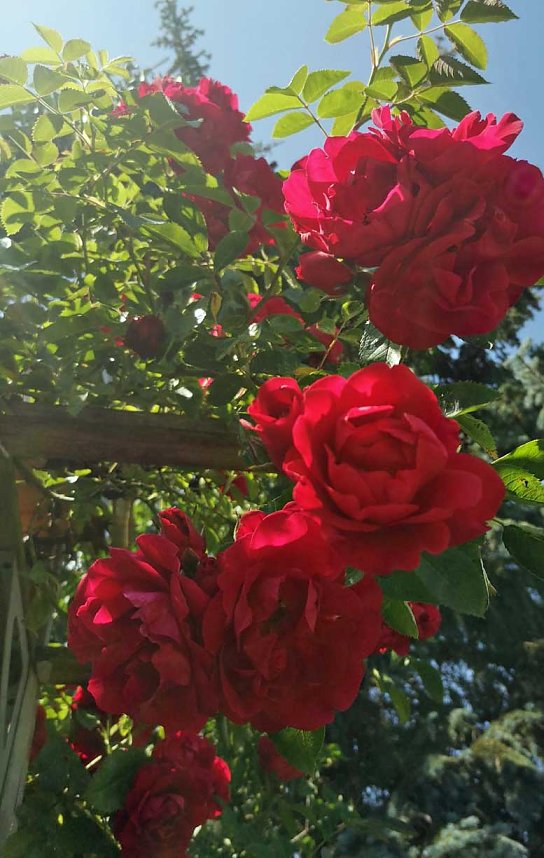 Neue Geschichten &uuml;bern Gartenzaun