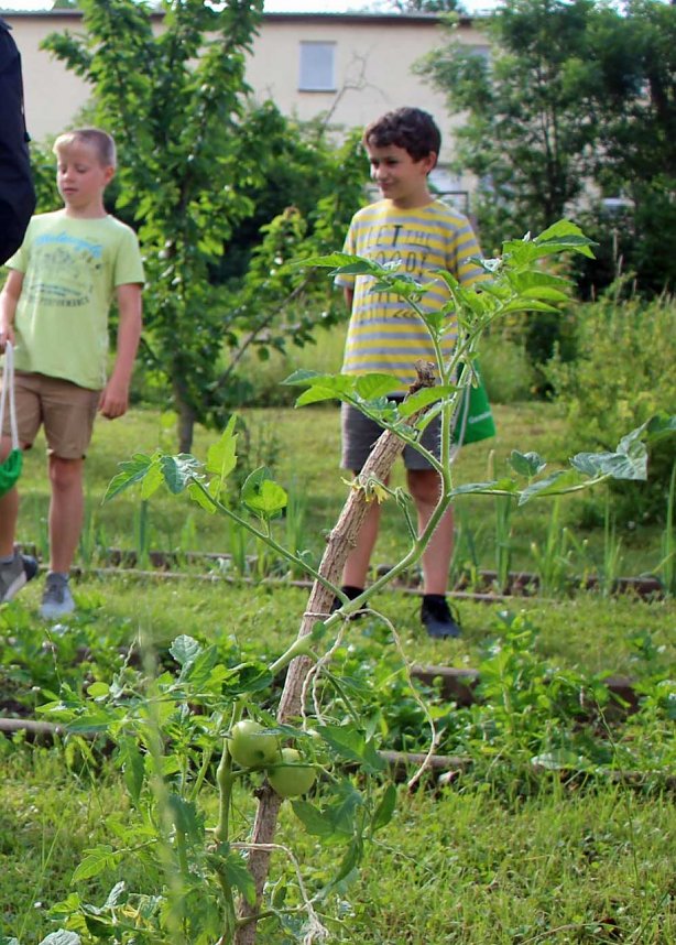 Heute wurde an der GS Franzberg geerntet und ges&auml;t