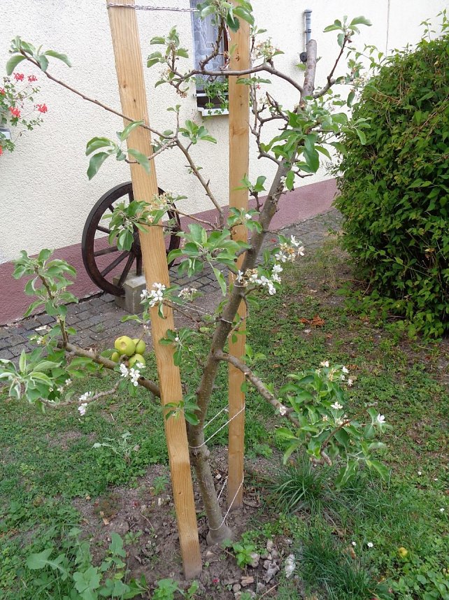 Etzlebener Apfelbaum