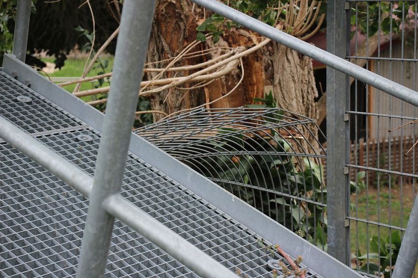 Umgefallene B&auml;ume