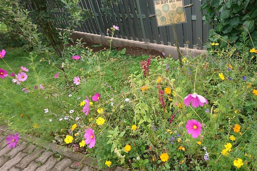 Es bl&uuml;ht im Wohngebiet!