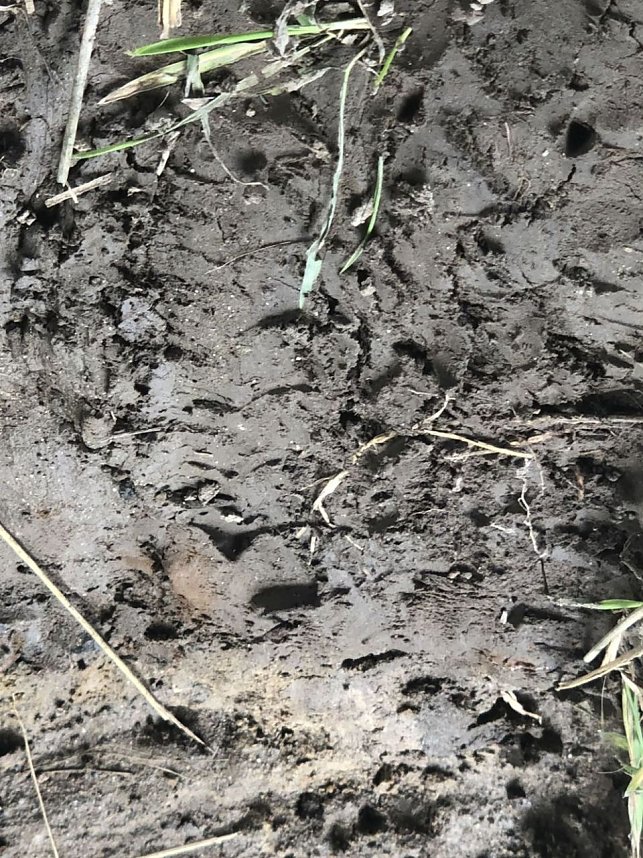 Zur Krokodilsichtung im Kyffh&auml;userkreis