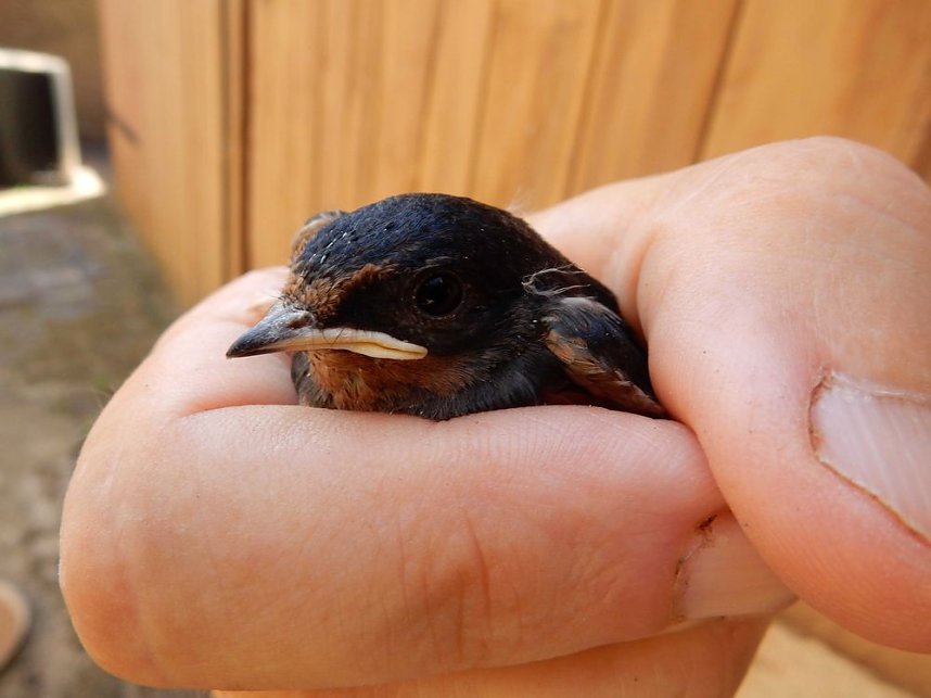 Viele Schwalben machten einen Sommer