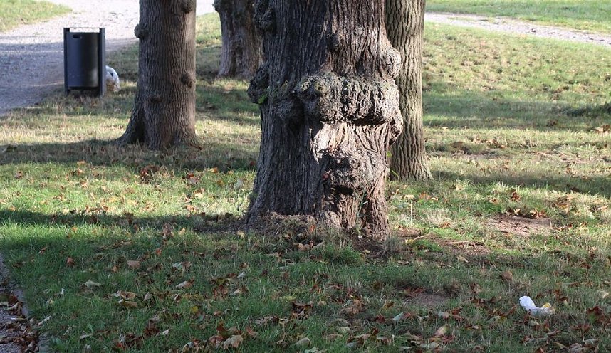 Gang durch den Schlosspark