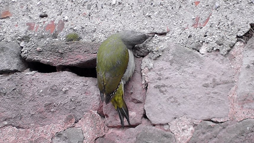 Ein "Echter Mauerspecht"