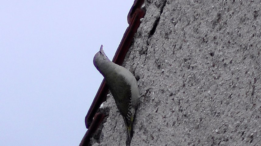 Ein "Echter Mauerspecht"