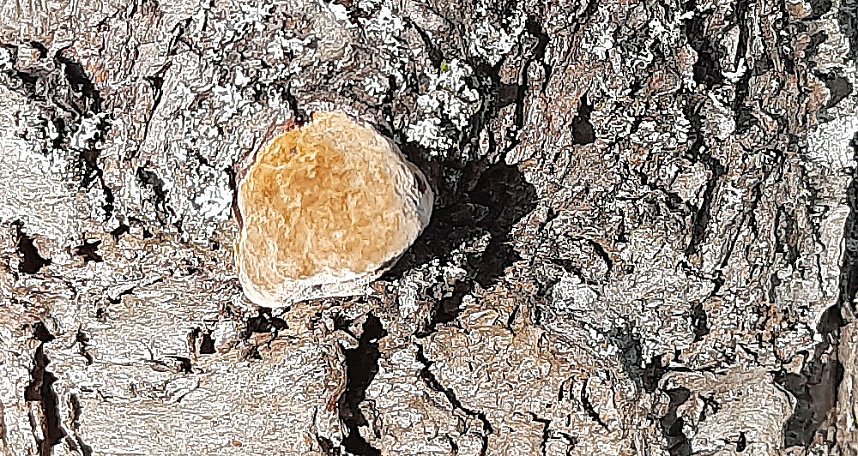 Pilze &uuml;ber Pilze