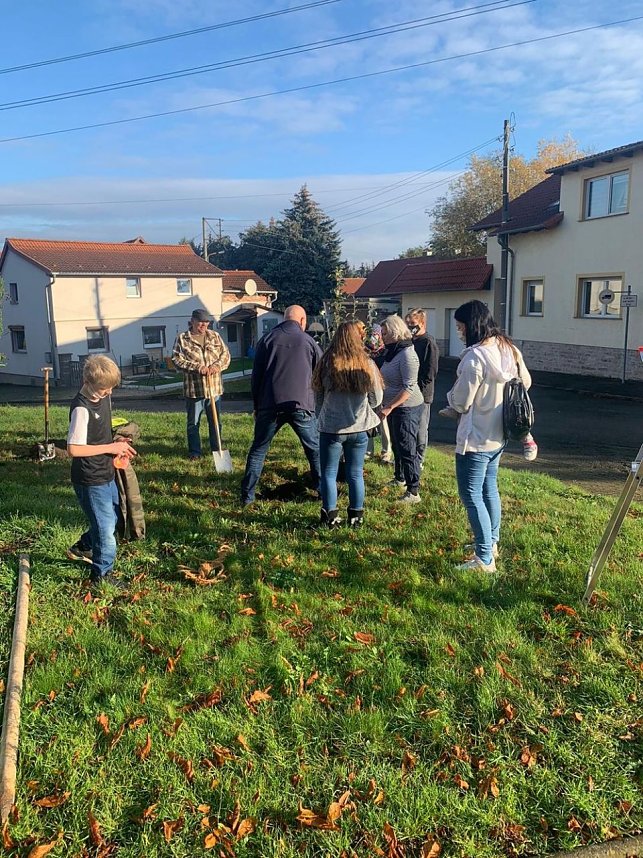 B&auml;ume gepflanzt
