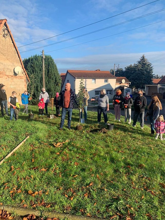 B&auml;ume gepflanzt