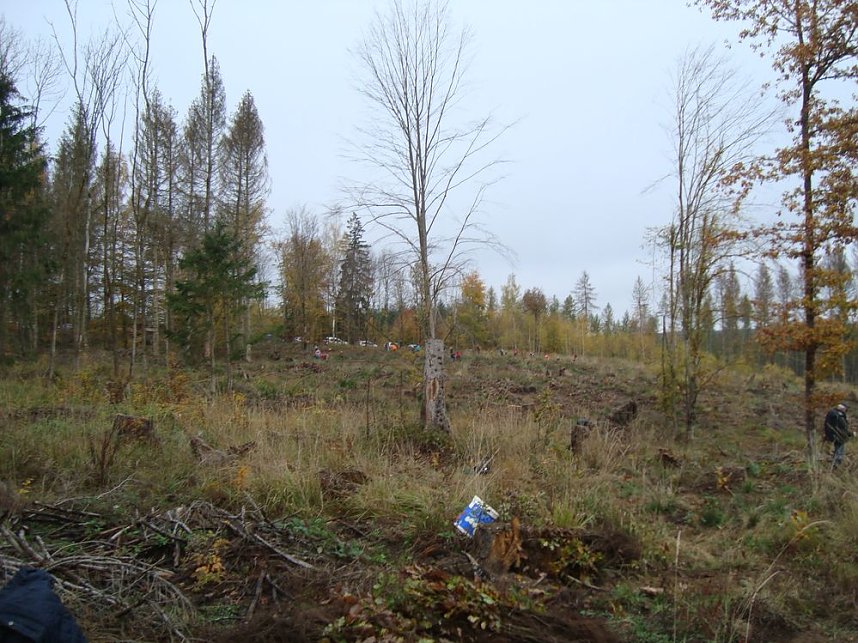 B&auml;ume pflanzen f&uuml;r den Klimaschutz