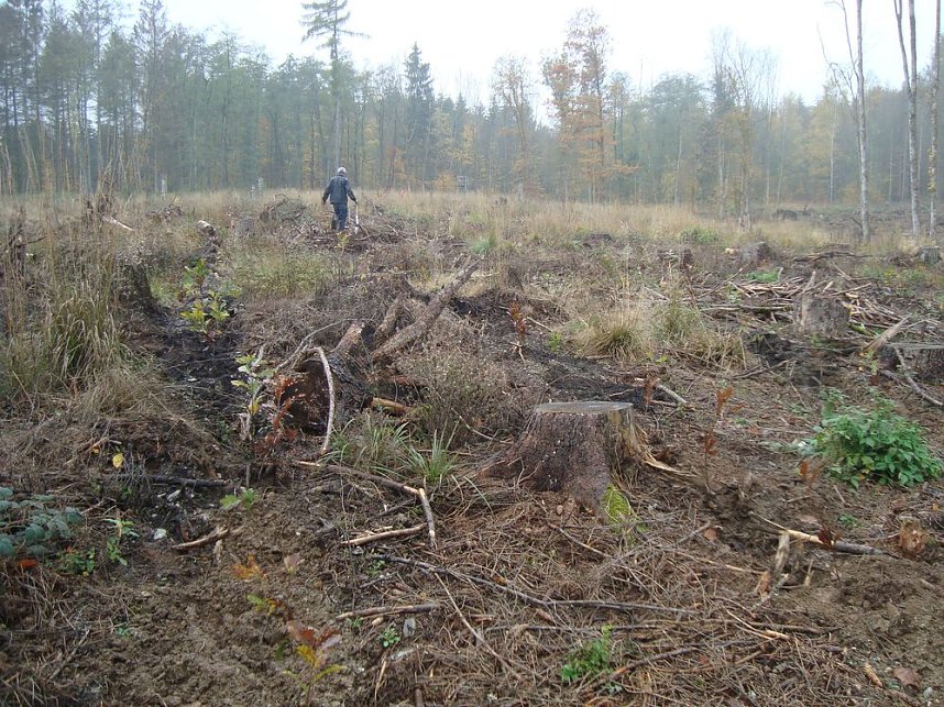 B&auml;ume pflanzen f&uuml;r den Klimaschutz