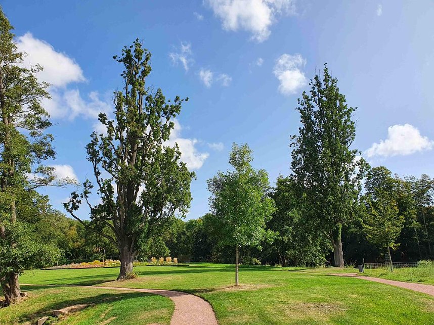 Baumverluste durch Trockenheit in historischen G&auml;rten