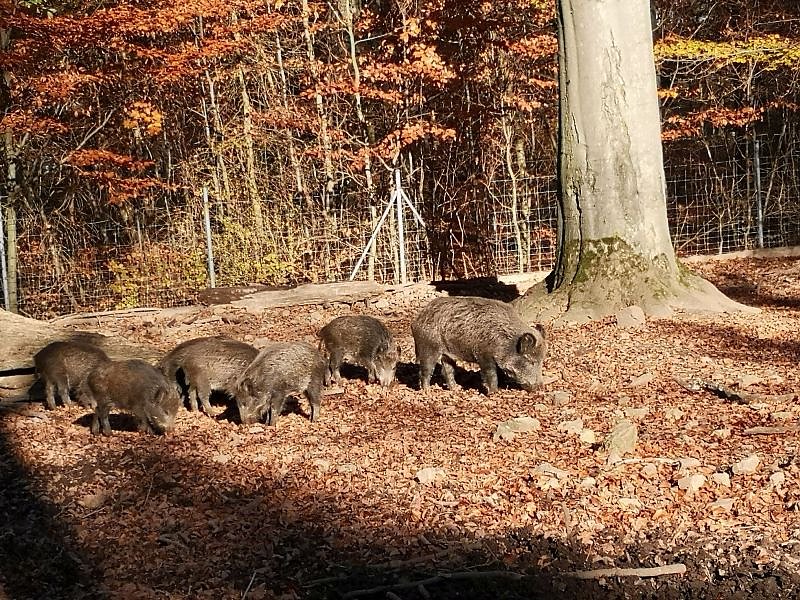 Tagesausflug zum Hexentanzplatz 