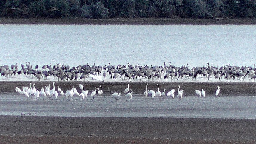 Vogelzug am Stausee Kelbra