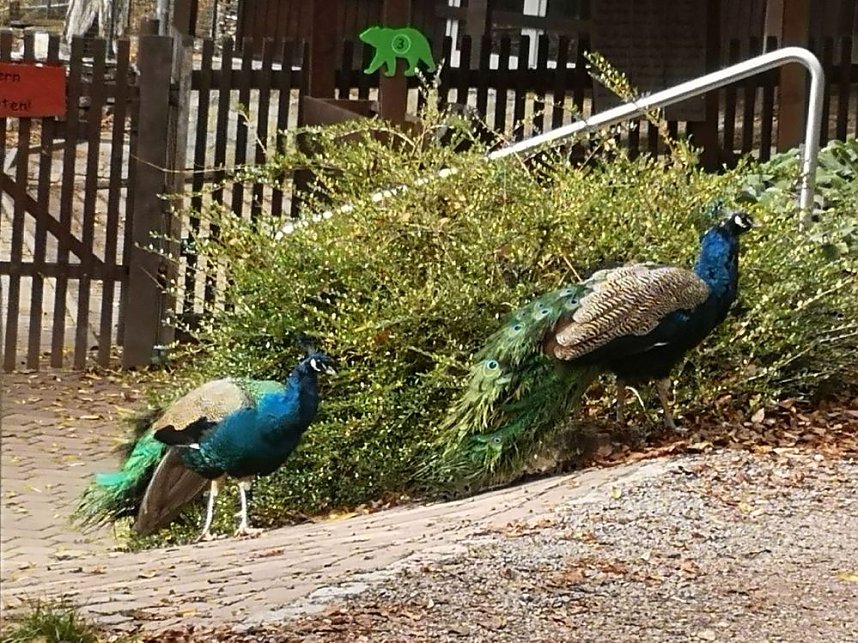 Besuch im Alternativen B&auml;renpark in Worbis