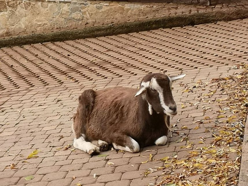 Besuch im Alternativen B&auml;renpark in Worbis