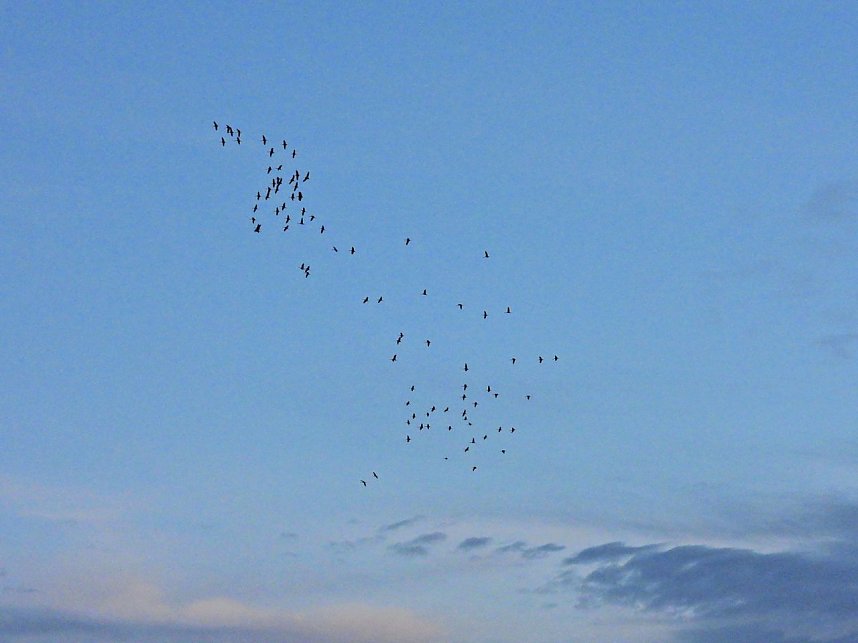 Gro&szlig;er Kranichtag in Kelbra