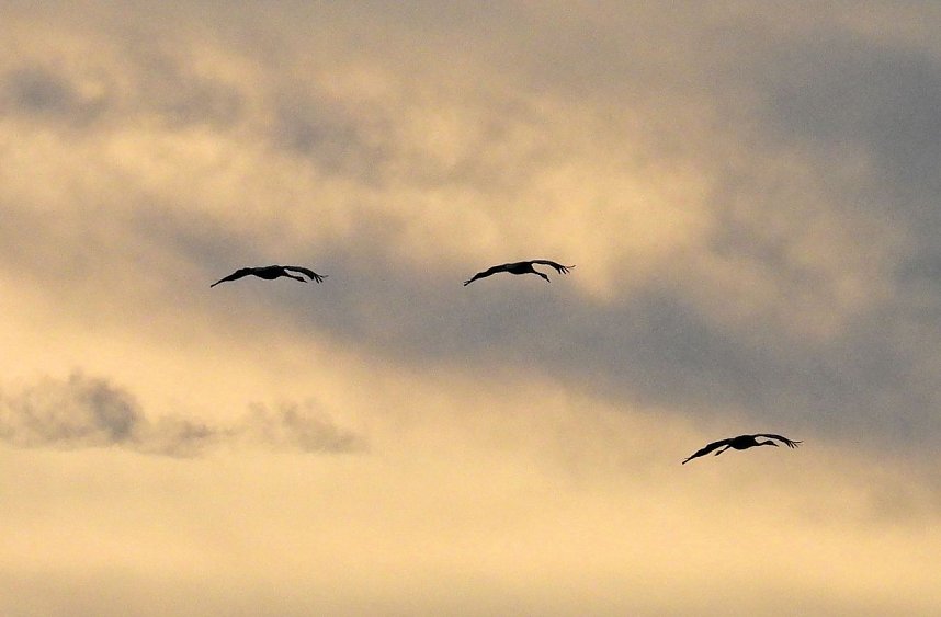 Gro&szlig;er Kranichtag in Kelbra