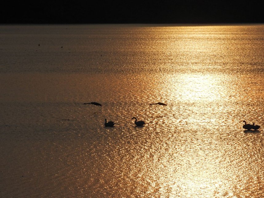 Gro&szlig;er Kranichtag in Kelbra