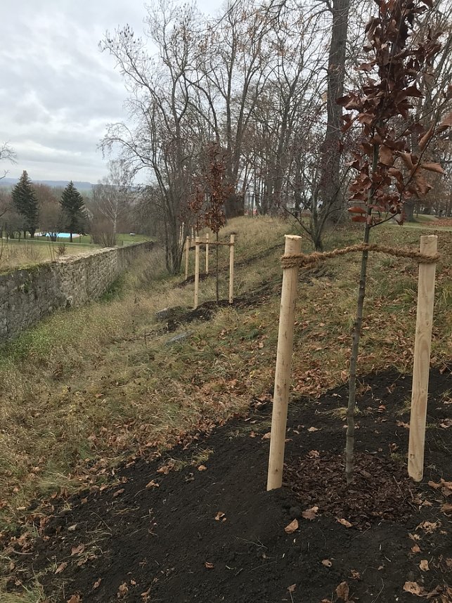Blutbuchen f&uuml;r Schlossgarten