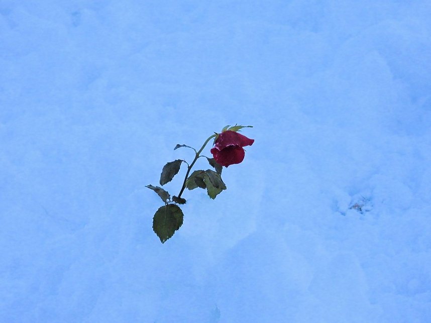 Winterliche Harzimpressionen