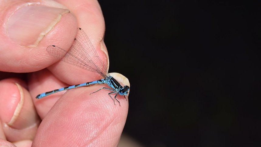 Schutz f&uuml;r Libellen und ihre Larven