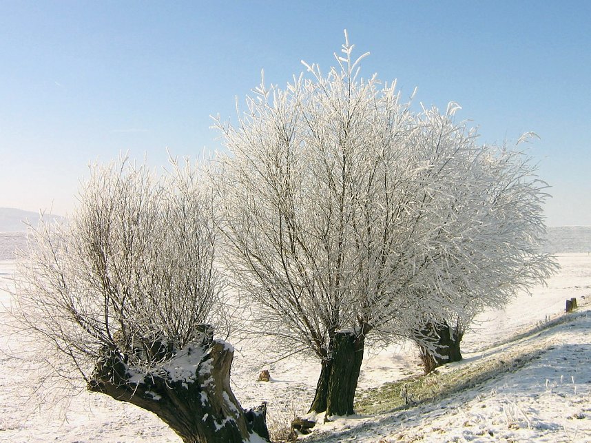 Winterimpressionen aus der Goldenen Aue