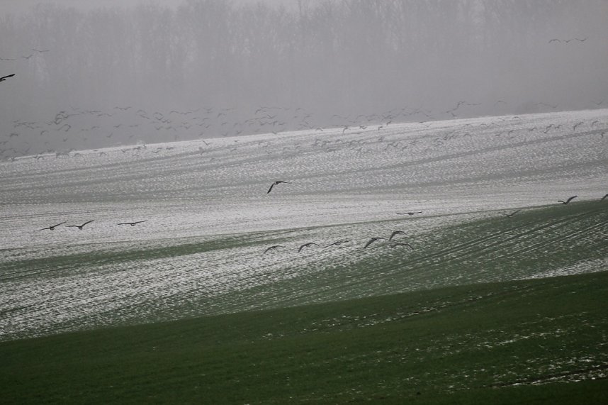 Nilg&auml;nse bei Steinbr&uuml;cken