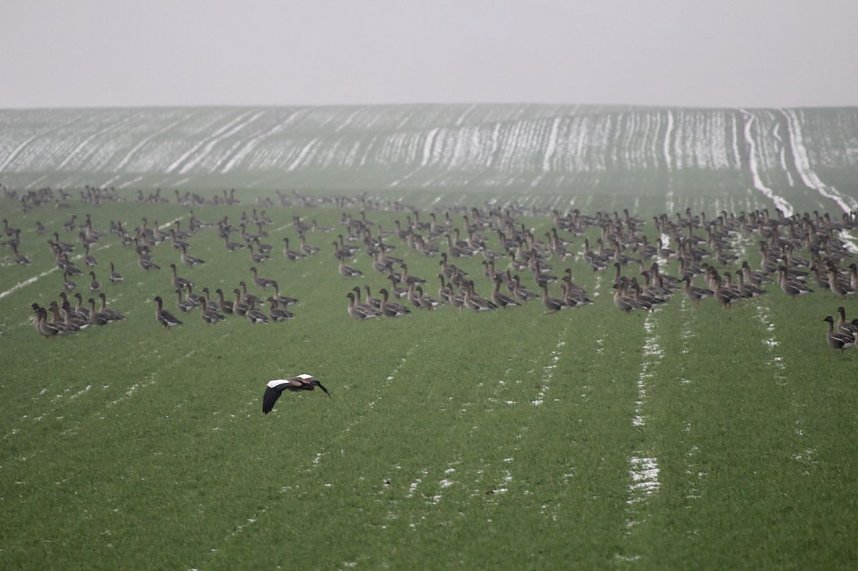 Hunderte Nilg&auml;nse bei Steinbr&uuml;cken