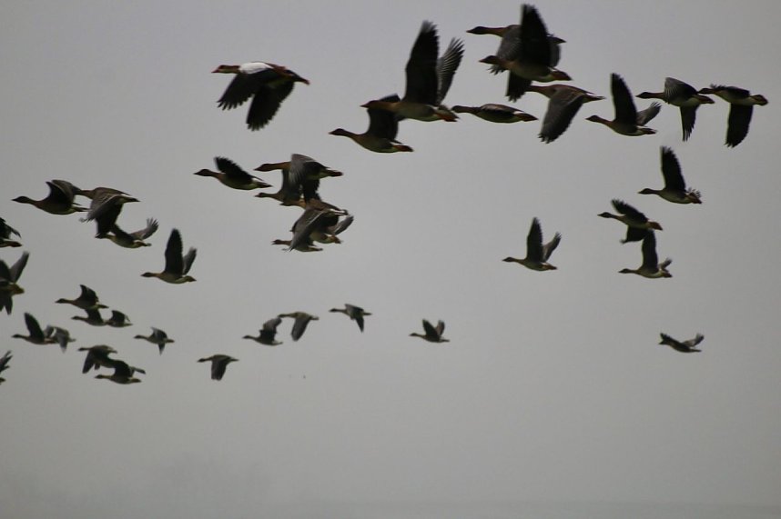 Nilg&auml;nse &uuml;ber Steinbr&uuml;cken
