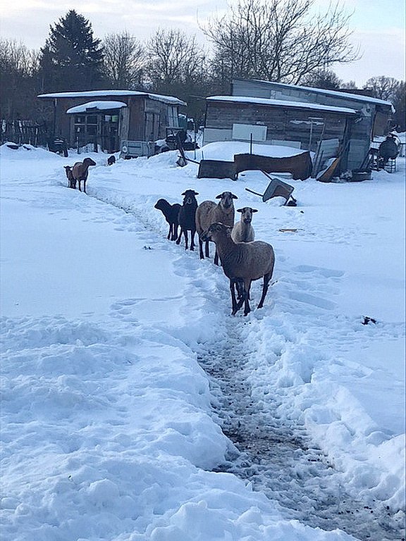 Schlechte Tierhaltung in Greu&szlig;en